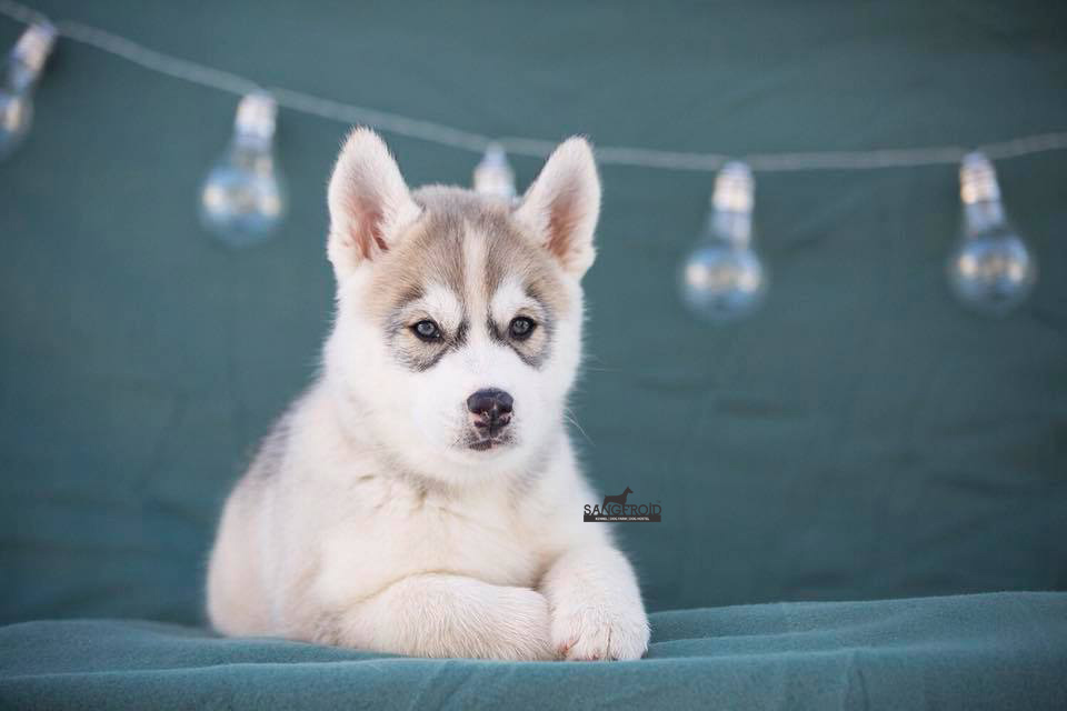 Image of Siberian Husky posted on 2022-08-22 04:07:05 from Mumbai